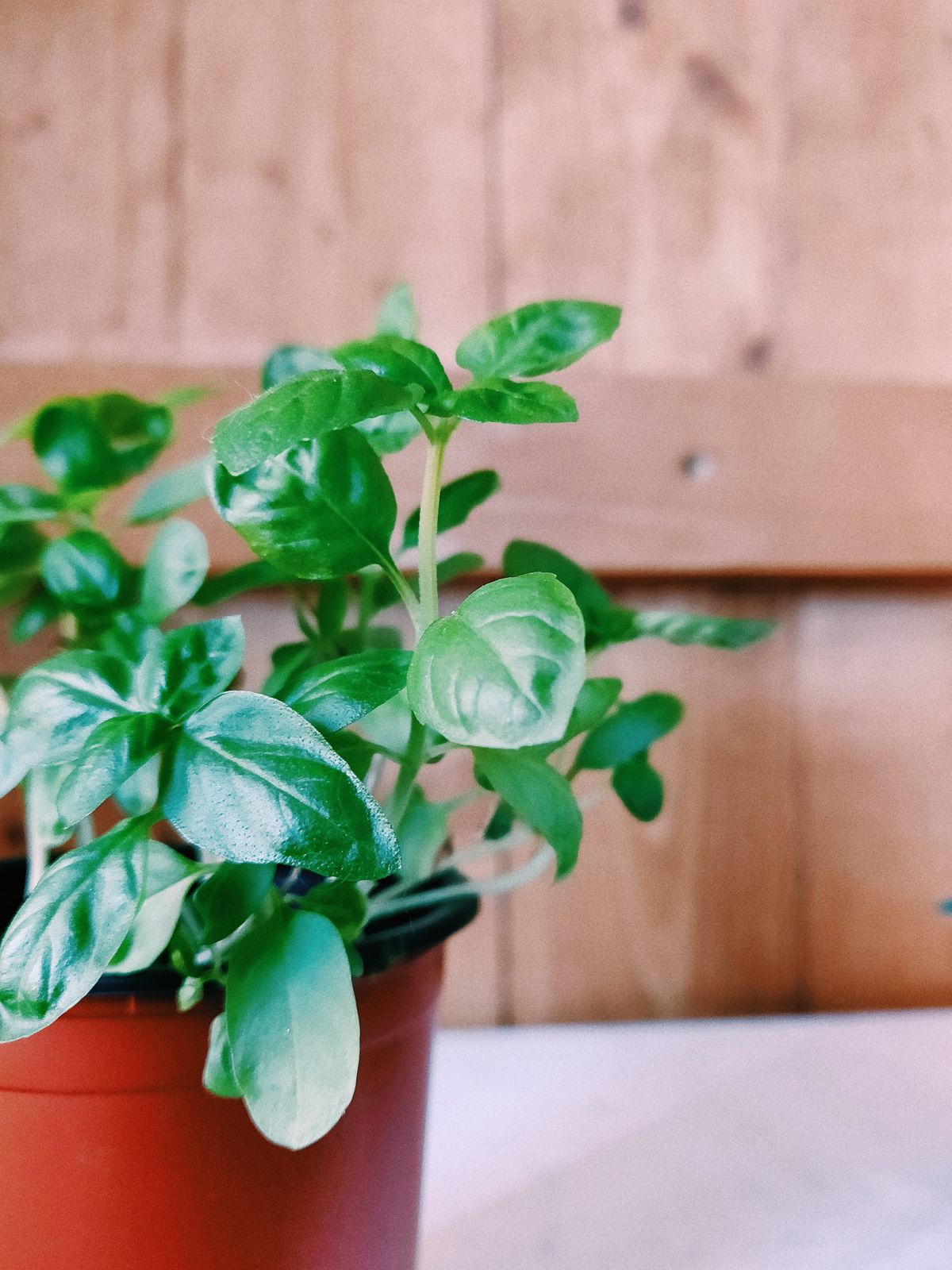 Green basil in a small pot