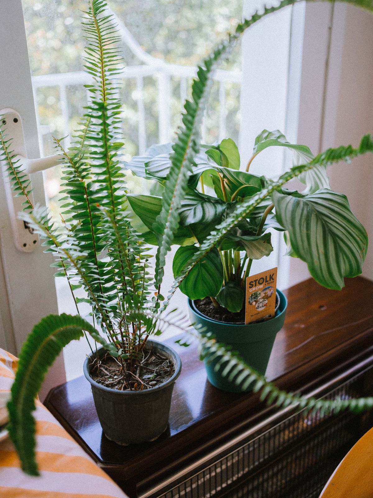 Houseplants beside a sunlit window