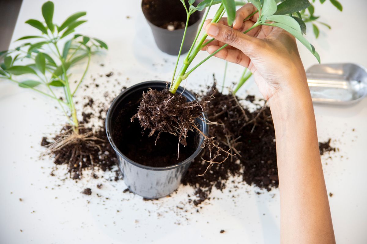 Plant roots during repotting