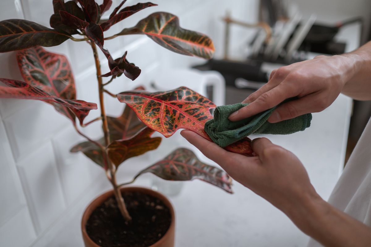 A hand wipes a leaf with a cloth