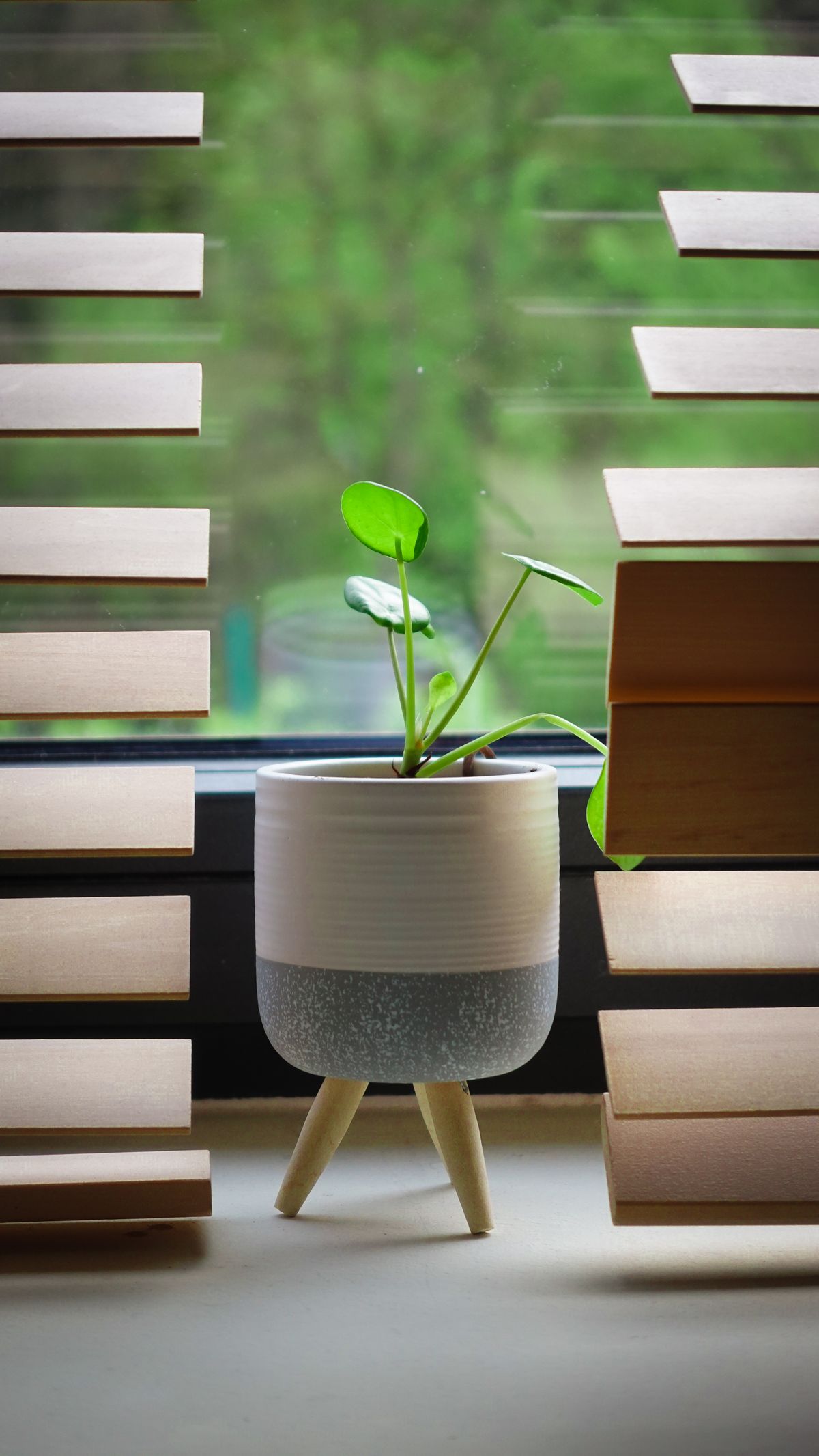 A single plant beside a window