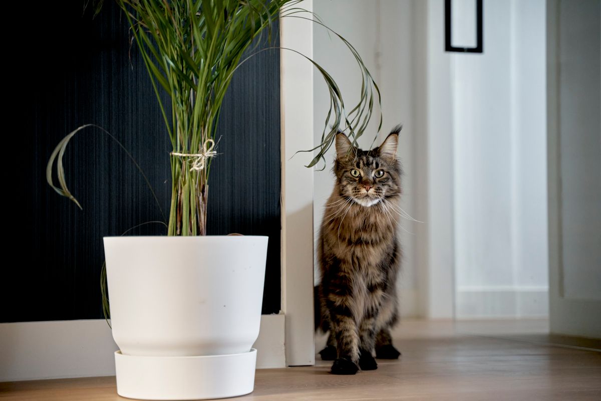 Cat sitting beside a potted plant